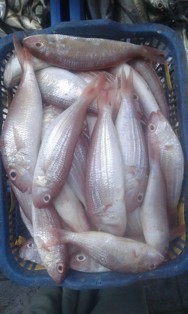 Sankara fish