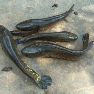 Murrel Fish-Viral Fish in Chennai