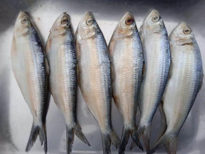 king mackerel fish in tamil
